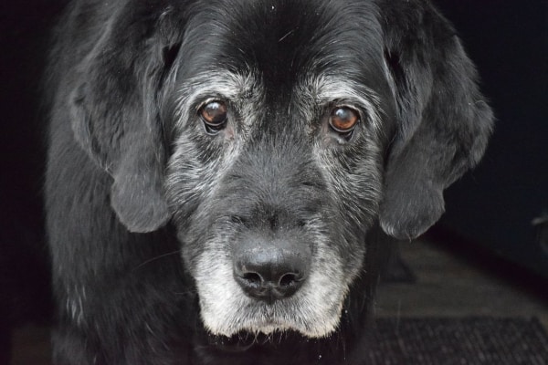 upload/old-dog-grey-face-1.jpg